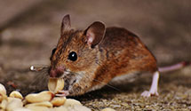 24 Hour & Emergency Exterminators in Unionville, CT